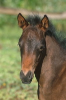 EquineUnlimited Equine Appraisal - Certified Horse Appraiser, Horse Value Expert and Equine Litigation. With our office in California, we provide professional services nationwide. All appraisals are done by a Certified ASEA Horse Appraiser. Horse value determined for litigation, insurance, sales, purchases, donation, IRS or other needs. We are the Horse Value Experts